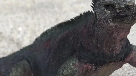 Iguana Sunning on Beach Close Up Stock Footage 58354331