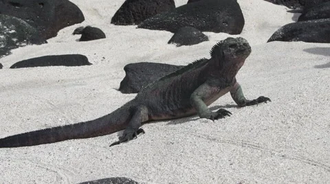 Iguana Sunning on Beach Stock Footage 58354388