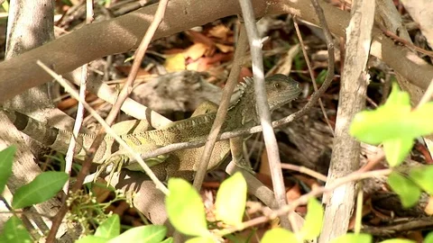 Iguana surrounded by branches, twigs and leaves Stock Footage 95601586