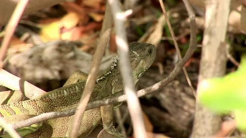 Iguana surrounded by branches, twigs and leaves Stock Footage 95601595