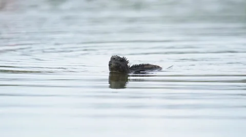 Iguana Swimming Stock Footage 58354643