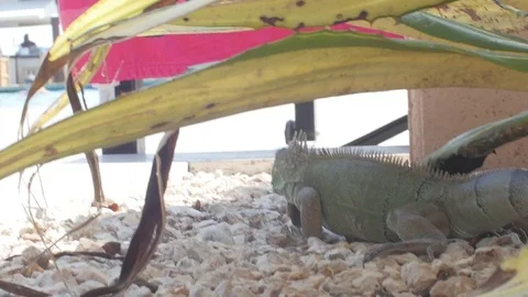 Iguana At Swimming Pool 4k Stock Footage 73527580