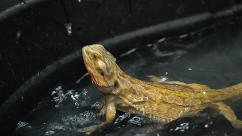 Iguana swims in the black pool. Stock Footage 133397901