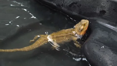 Iguana swims in the black pool. Stock Footage 134997079