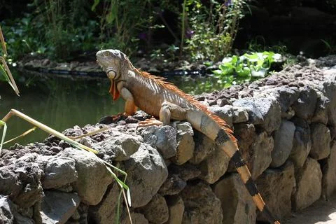 Iguana taking sun Stock Photos