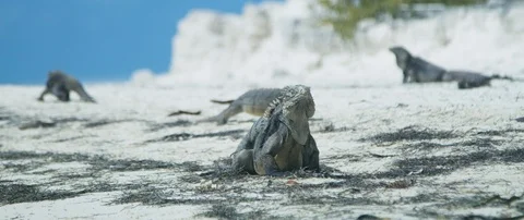 Iguana taking Sunbath on Seashore Stock-Footage 102202831
