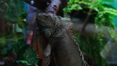 Iguana in terrarium Stock Footage 130946478