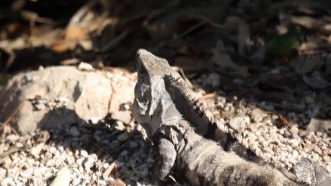 Iguana from top to bottom Stock Footage