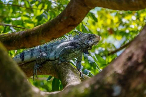 Iguana on a tree in the Amazon rainforest Stock Photos