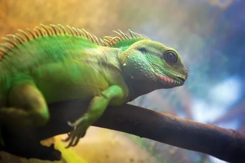 Iguana on a tree branch 스톡 사진
