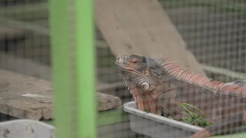 Iguana on a tree. cage containing iguanas Stock Footage 263697909