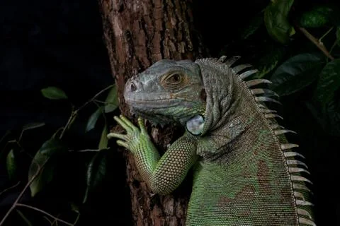 Iguana on a tree crawling and posing Stock Photos