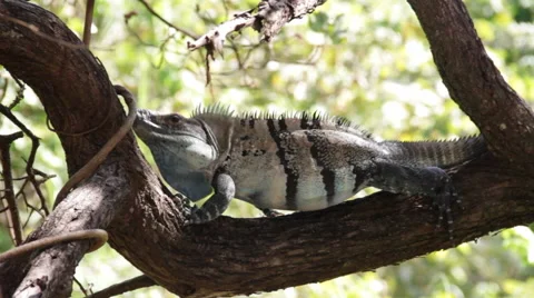 Iguana on tree 스톡 동영상 41906310