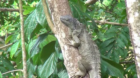 Iguana in Tree Stock Footage