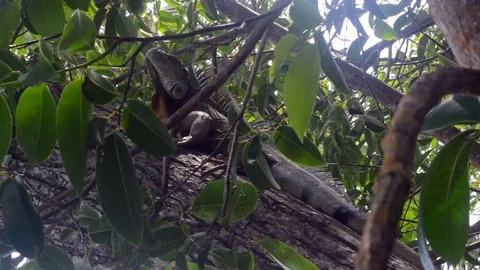 Iguana in Tree Stock Footage 93750630