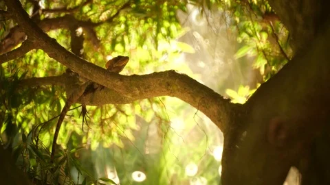 Iguana In a Tree Stock Footage 118113451