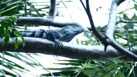 Iguana in tree Stock Footage 126551329
