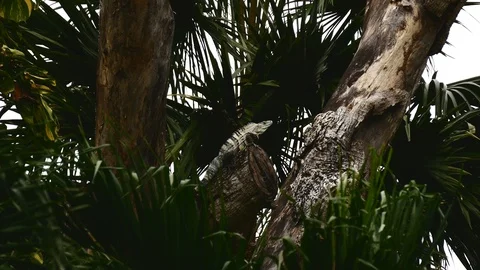 Iguana in tree Stock Footage 126790905
