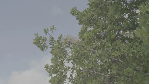 Iguana in the tree Stock Footage 236484380