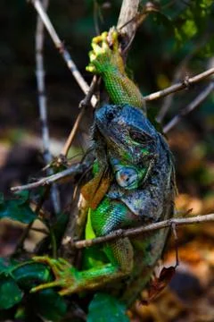 Iguana in tree Stock Photos