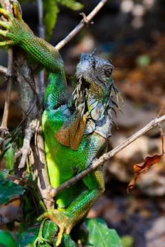 Iguana in tree Stock Photos