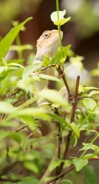 Iguana on the tree Stock Photos