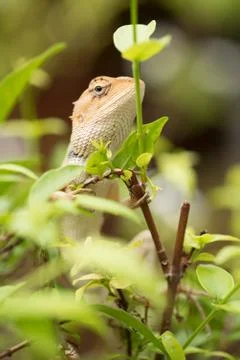 Iguana on the tree Stock Photos