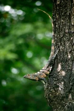 Iguana on a tree Stock Photos