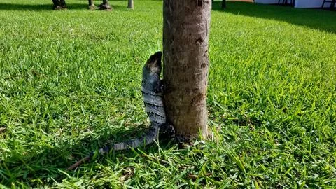 Iguana Tree Foto stock