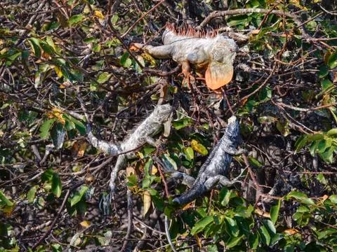 Iguana Tree Stock Photos