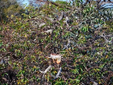 Iguana Tree Foto stock