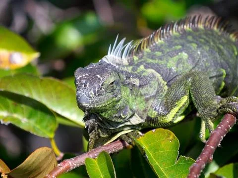 Iguana in Tree Stock Photos