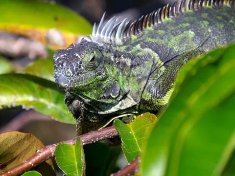 Iguana in Tree Foto stock