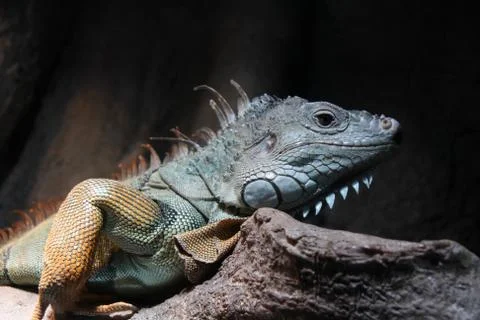Iguana on the tree Stock Photos