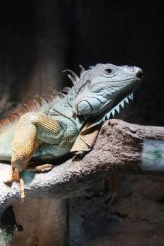 Iguana on the tree Stock Photos