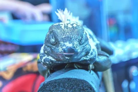 Iguana on the tree Stock Photos