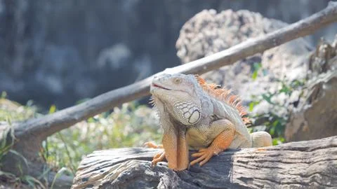 Iguana on a tree Stock Photos