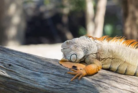 Iguana on a tree Stock Photos