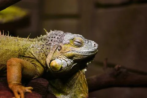 Iguana on a tree 库存照片