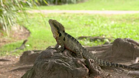 Iguana on tree roots looking around in Brisbane Botanical Gardens, Queensland Stock Footage 344258336