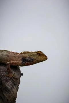 Iguana in tree. Selective focus. Shallow depth of field. Background blur. Stock Photos