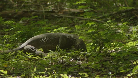 Iguana tri to dig a hole Stock Footage 234216724