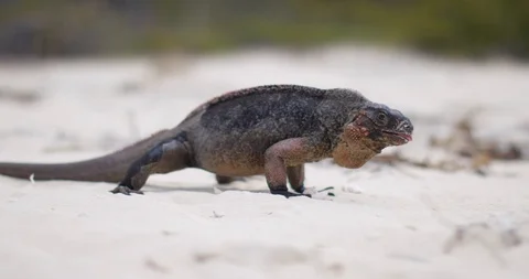 Iguana on tropical beach close up Stock Footage 127123046