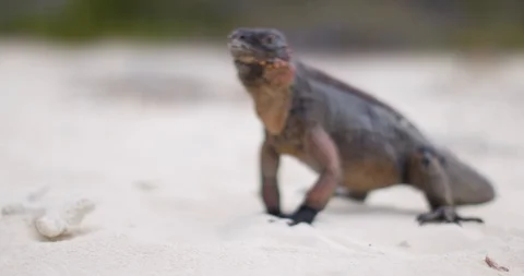 Iguana on tropical beach close up Stock Footage 127123109