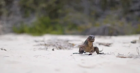 Iguana on tropical beach close up Stock Footage 127123245