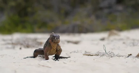 Iguana on tropical beach close up Stock-Footage 127123422