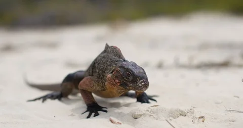 Iguana on tropical beach close up Stock Footage 127123457