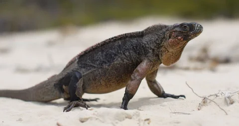 Iguana on tropical beach close up Stock Footage 127123471