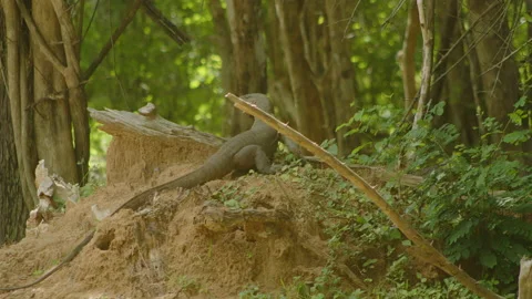 Iguana try to catch insect Stock Footage 234321523