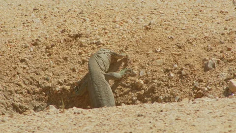 Iguana is try to swallow a frog closeup Stock Footage 234308526